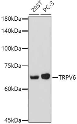 Western Blot: TRPV6 AntibodyAzide and BSA Free [NBP2-93876]